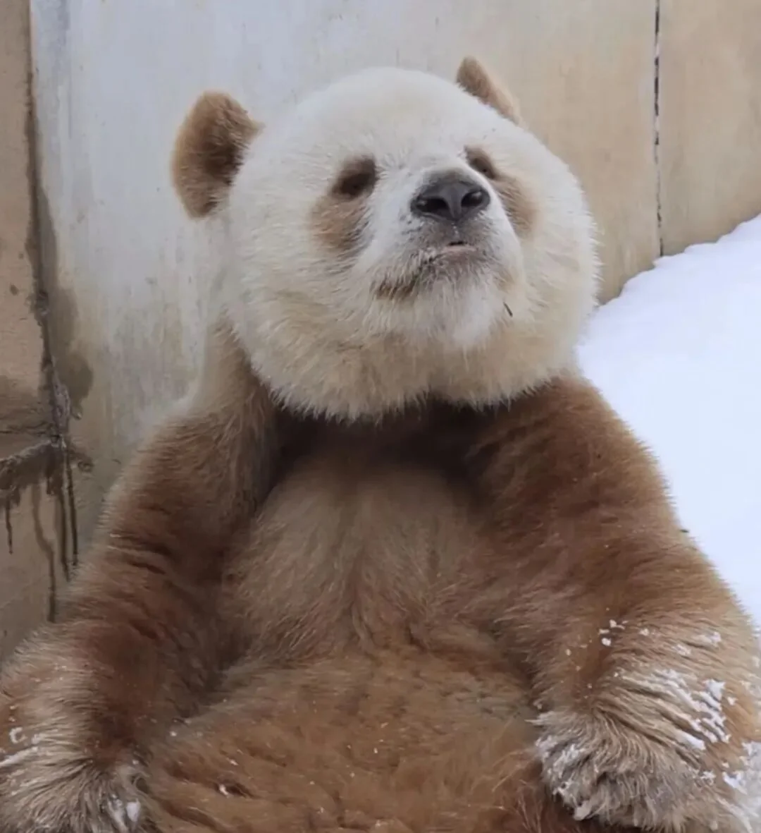 A solo photo of Qi Zai the brown-and-white panda