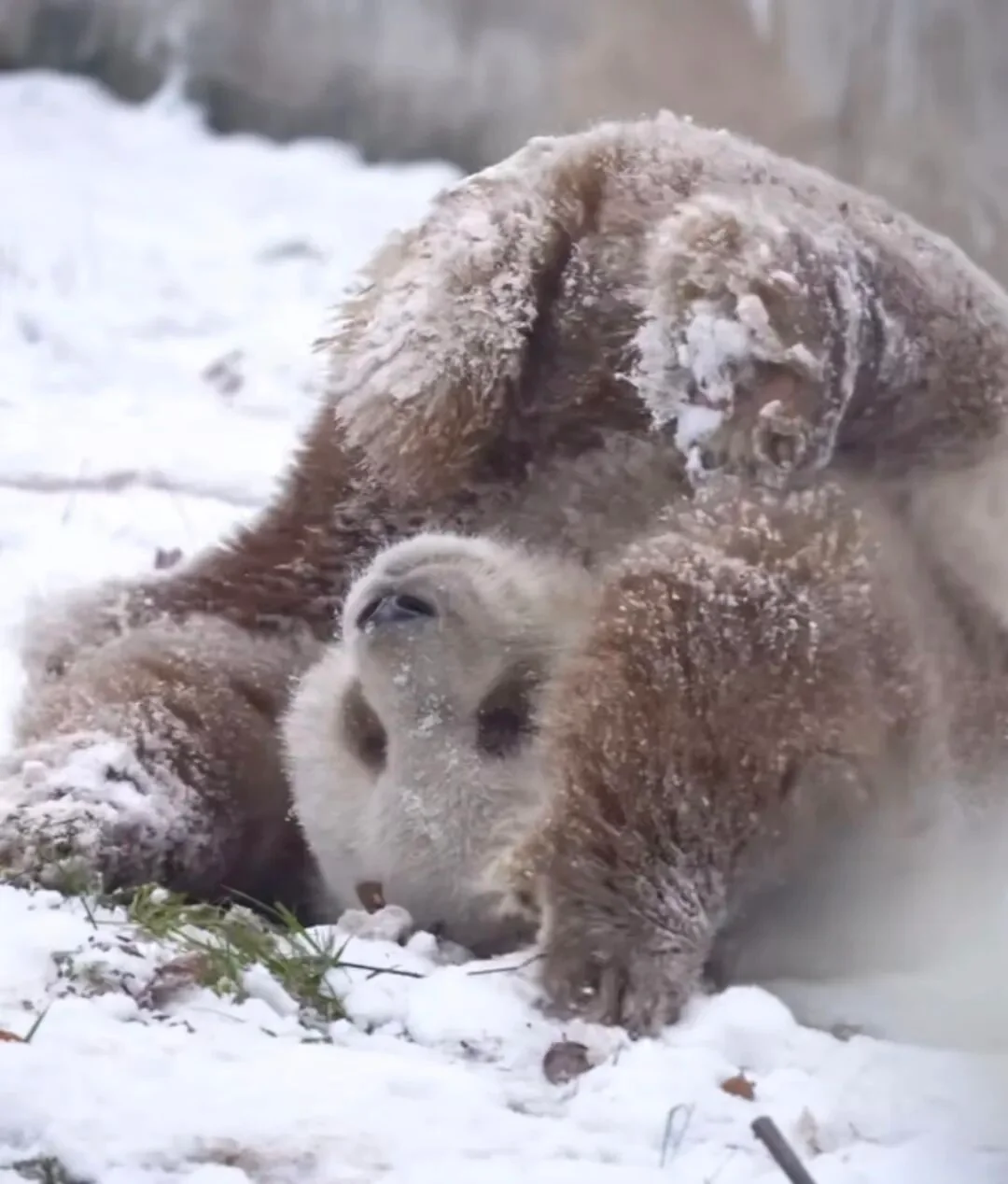 Qi Zai the brown panda, relaxing at the park
