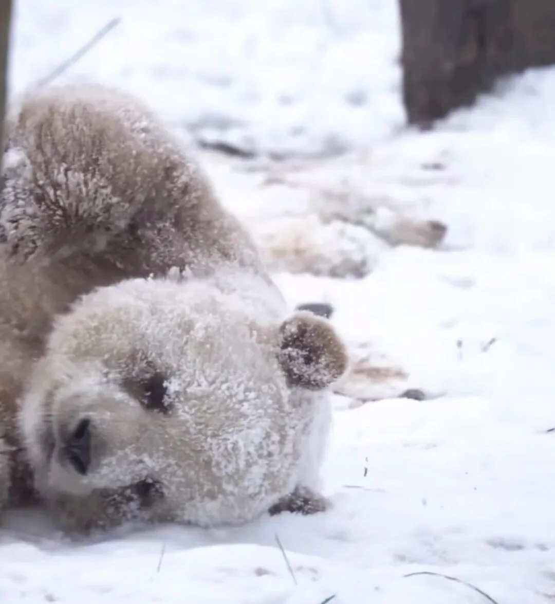 Qi Zai, the world's only captive brown-and-white giant panda