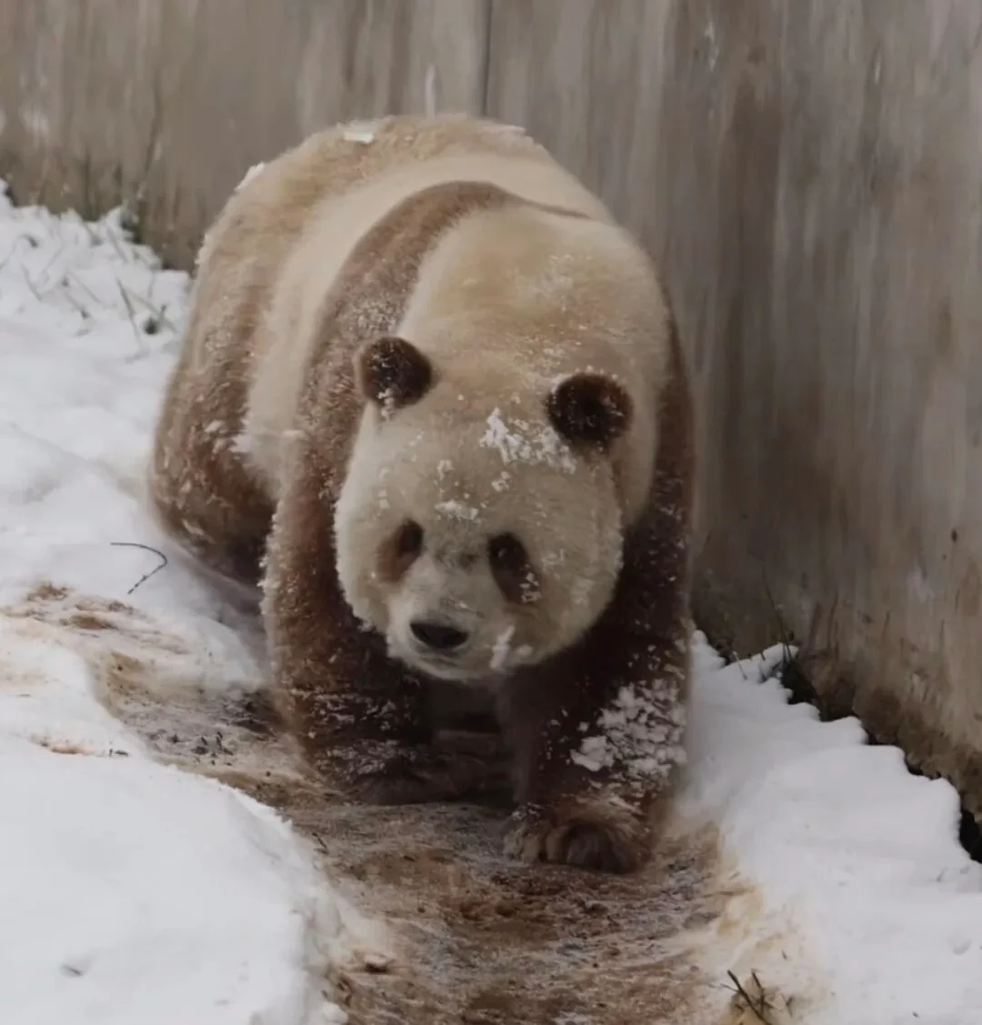 Qi Zai in his enclosure at Giant Panda Hall 1