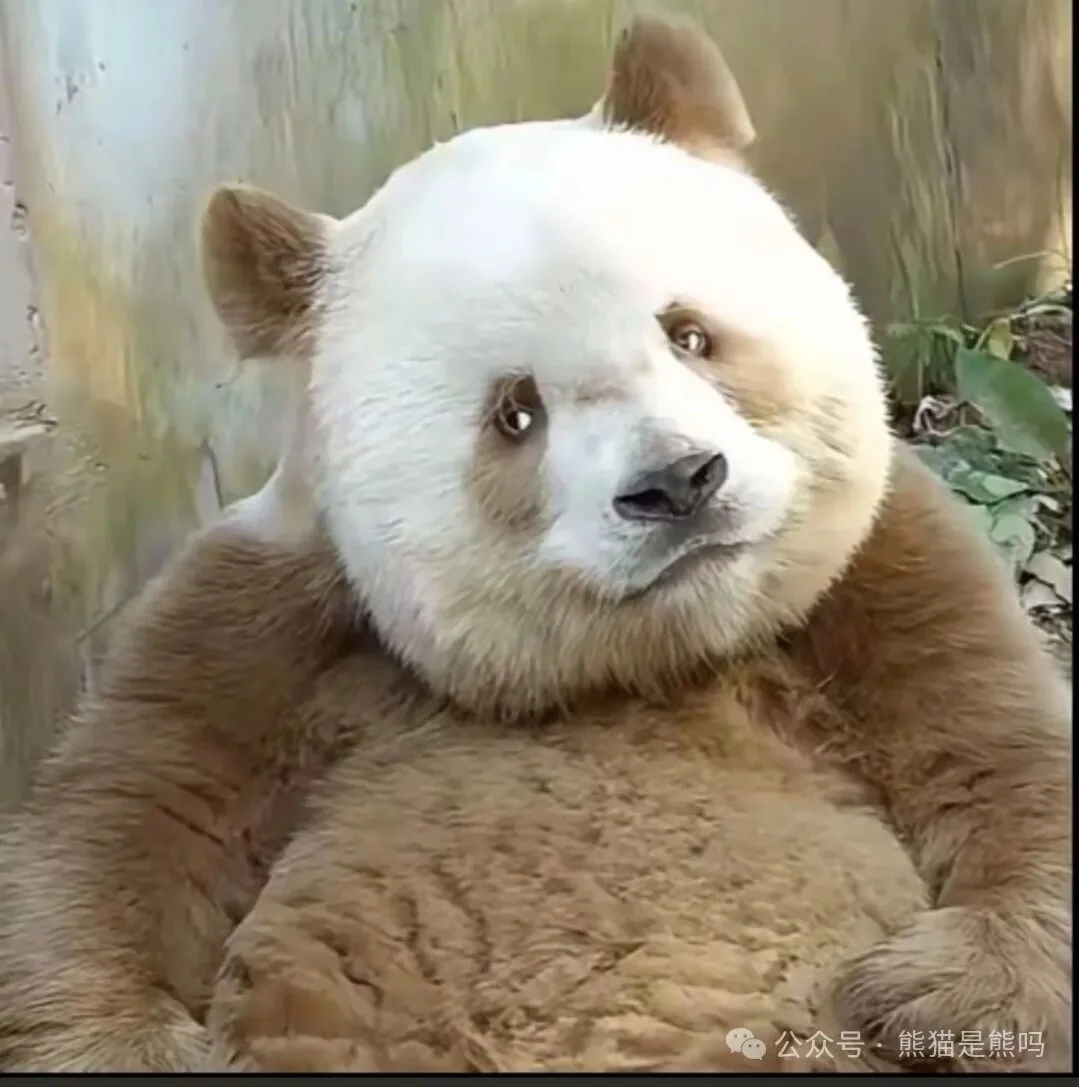 Qi Zai, China's beloved brown panda, on a calm afternoon