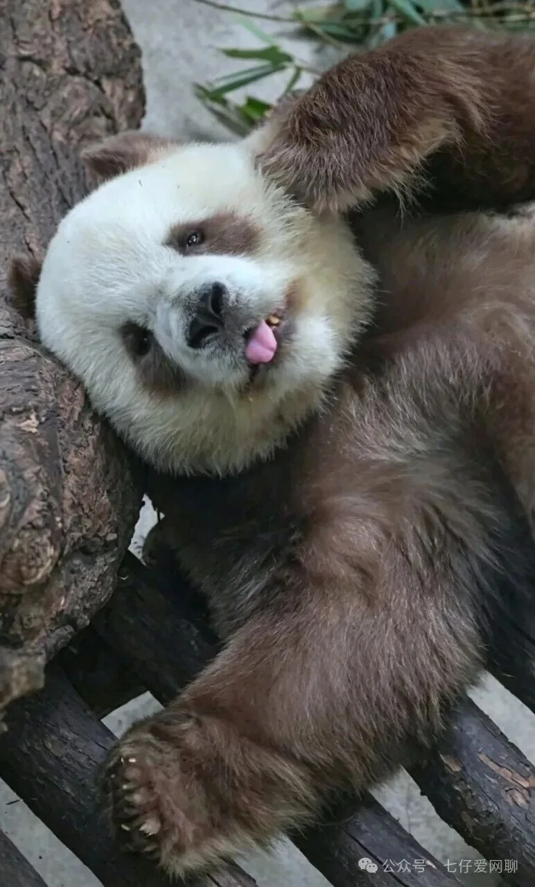 A solo photo of Qi Zai the brown-and-white panda