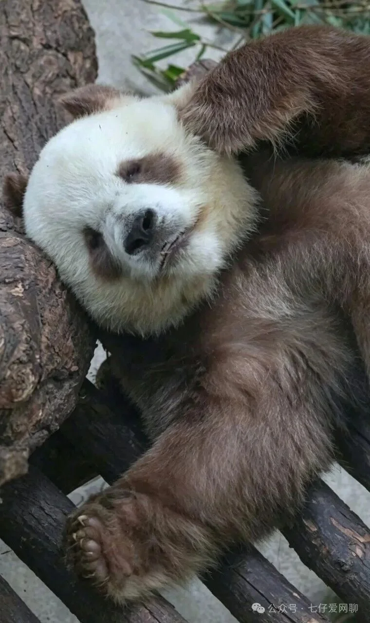 Qi Zai the brown panda, relaxing at the park