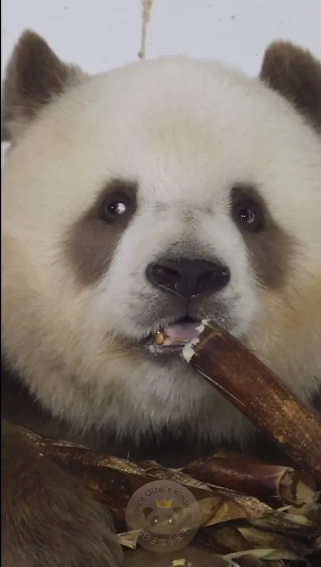 Video thumbnail: Qi Zai gets suspicious and checks his surroundings