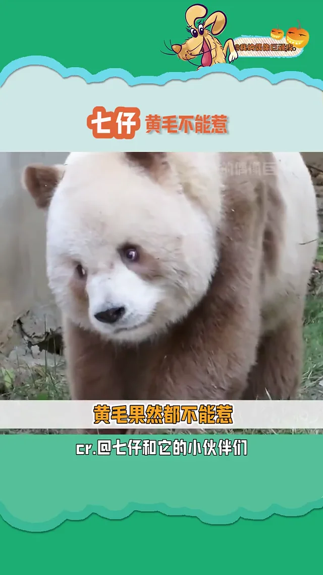 Video thumbnail: Qi Zai: 'There's always someone plotting against me'