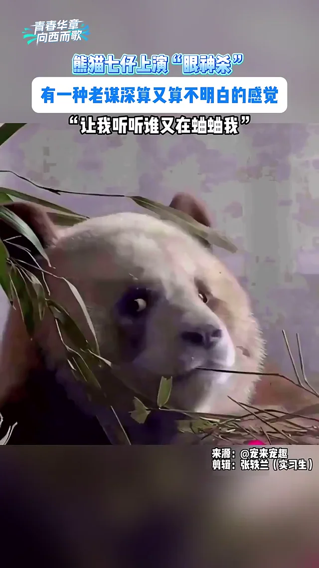 Video thumbnail: Qi Zai's piercing 'eye-kill' gaze