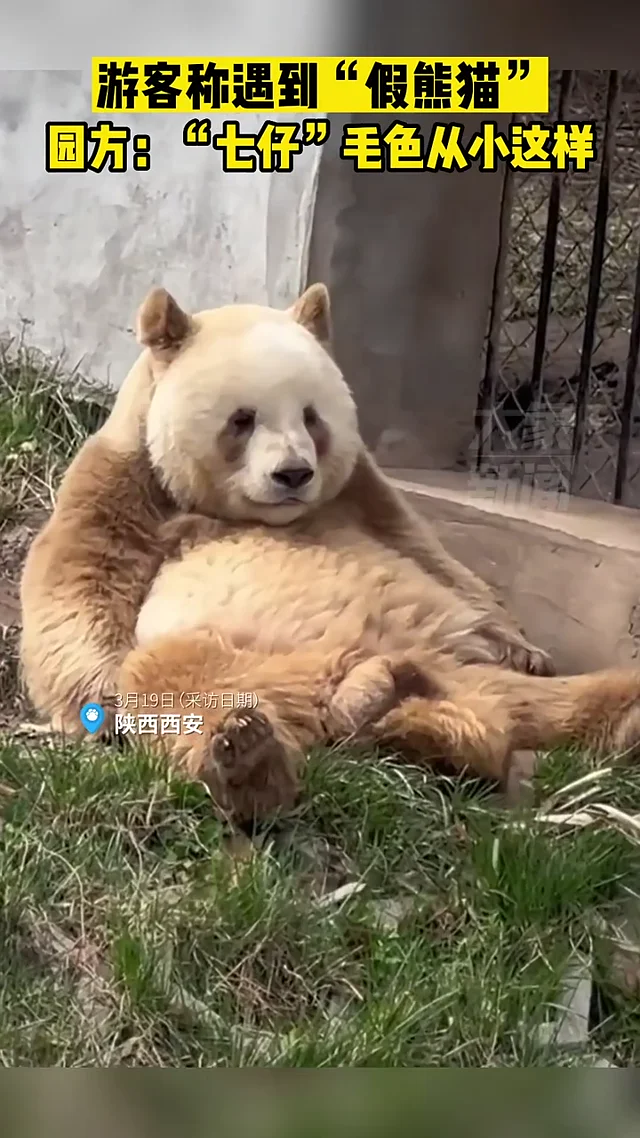 Video thumbnail: Park responds to tourists who met a 'fake panda'