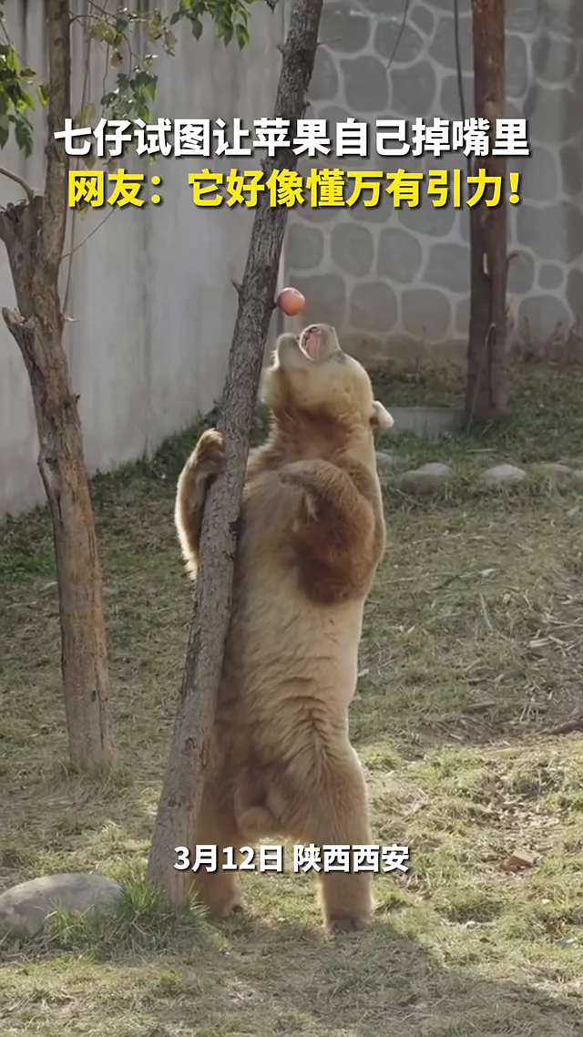 Video thumbnail: Qi Zai and the gravity trick