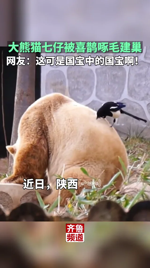 Video thumbnail: Magpies pluck Qi Zai's fur to build nests