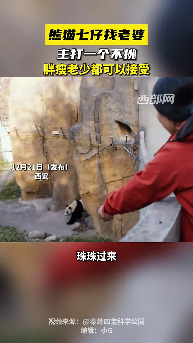 Video thumbnail: Qi Zai's search for a mate — not picky at all