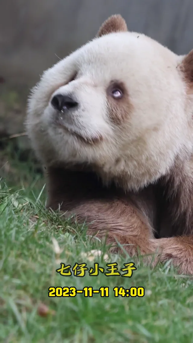 Video thumbnail: Qi Zai's noble temperament and perfect gaze