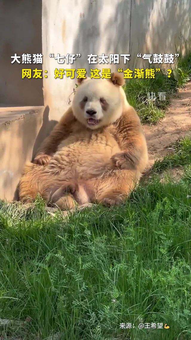 Video thumbnail: Qi Zai sits 'puffed up' in the sun — the Golden Gradient Bear