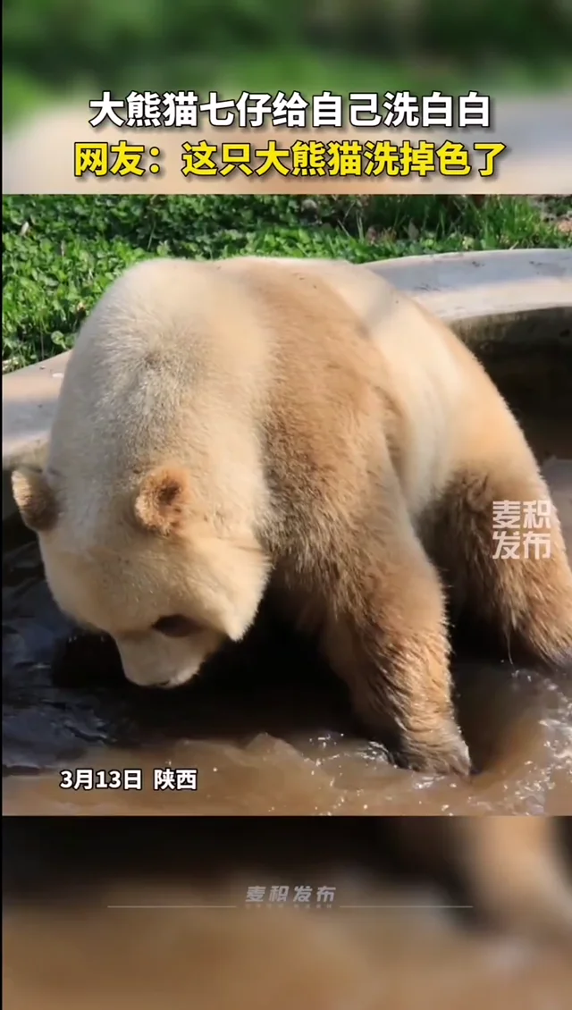 Video thumbnail: Qi Zai gives himself a bath