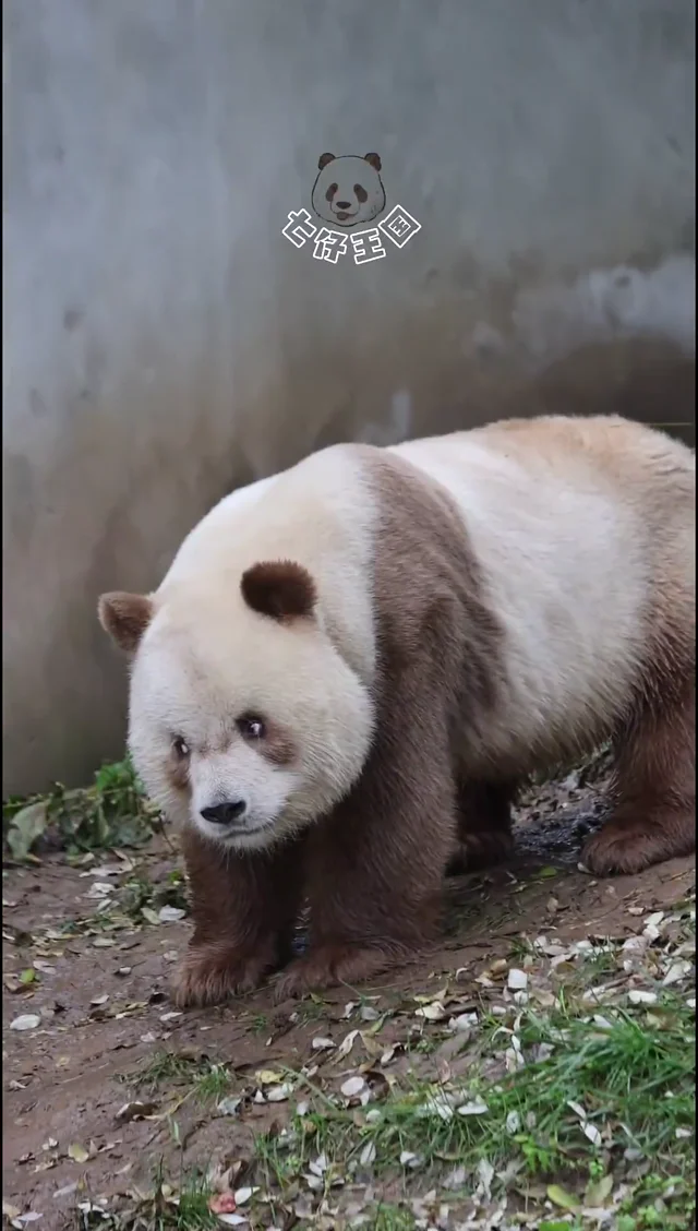 Video thumbnail: Qi Zai scans for the schemer