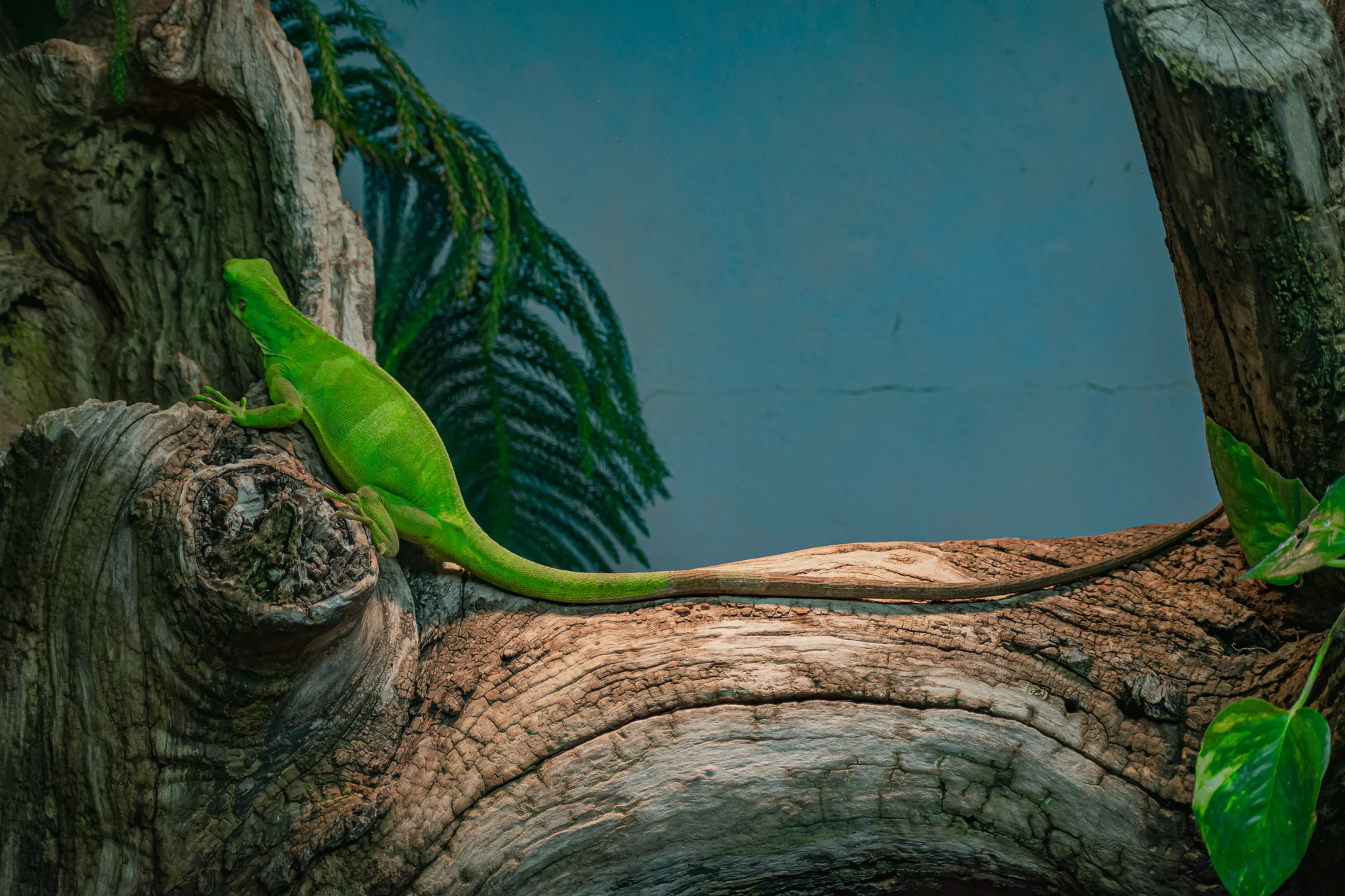 Photo of Toronto Zoo