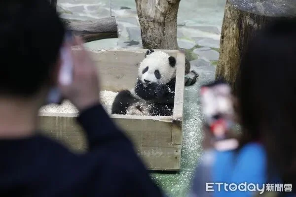 Yuan Bao’s First Appearance at 6 Months