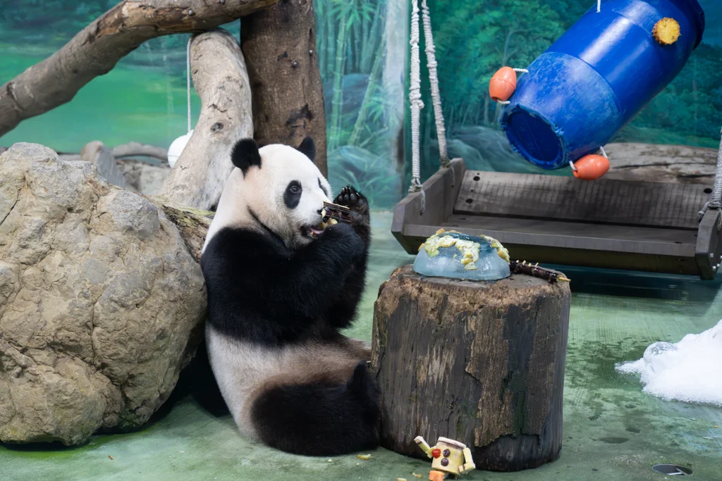 Yuan Bao’s 6th Birthday Cake