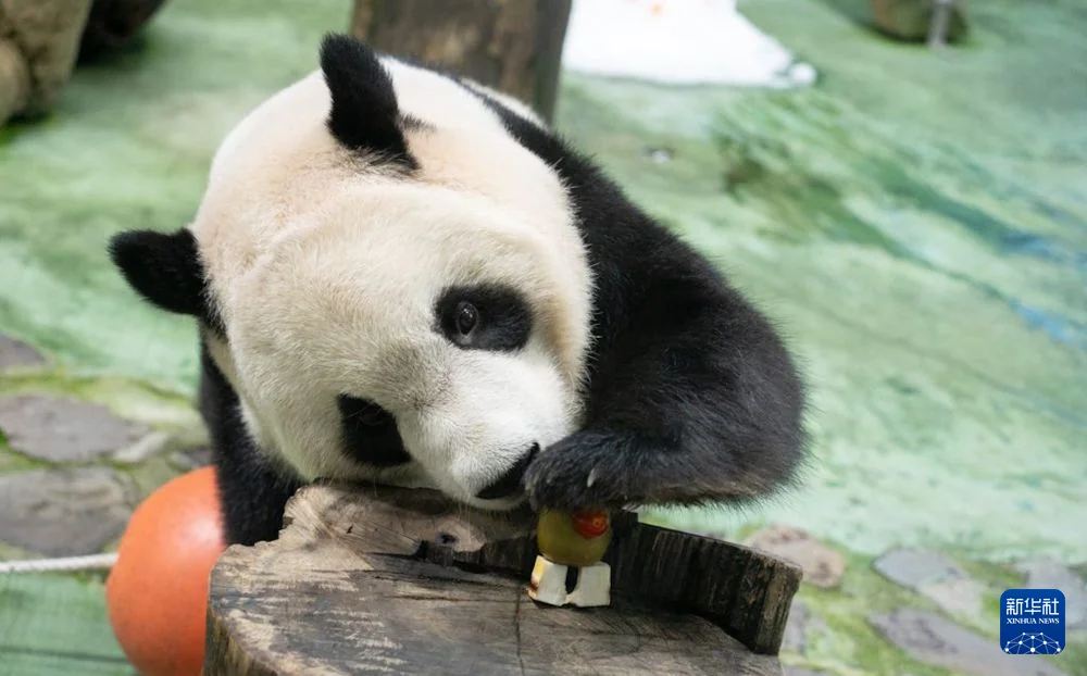 Yuan Bao’s 6th Birthday