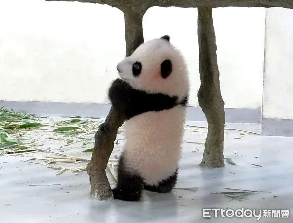 Baby Yuan Bao Hugging a Stump
