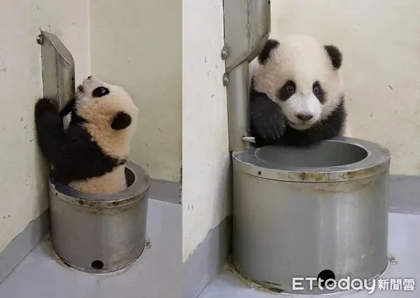 Baby Yuan Bao Playing in a Basin