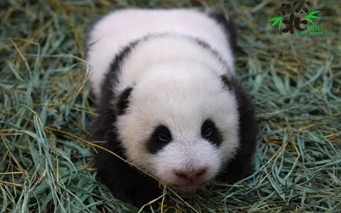 Baby Yuan Bao