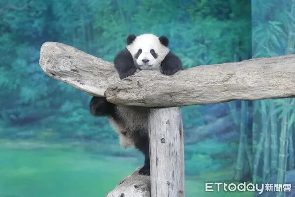 Yuan Bao Climbing the Enclosure Rack