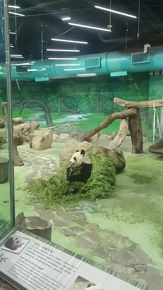 Video thumbnail: Adorable Yuan Bao
