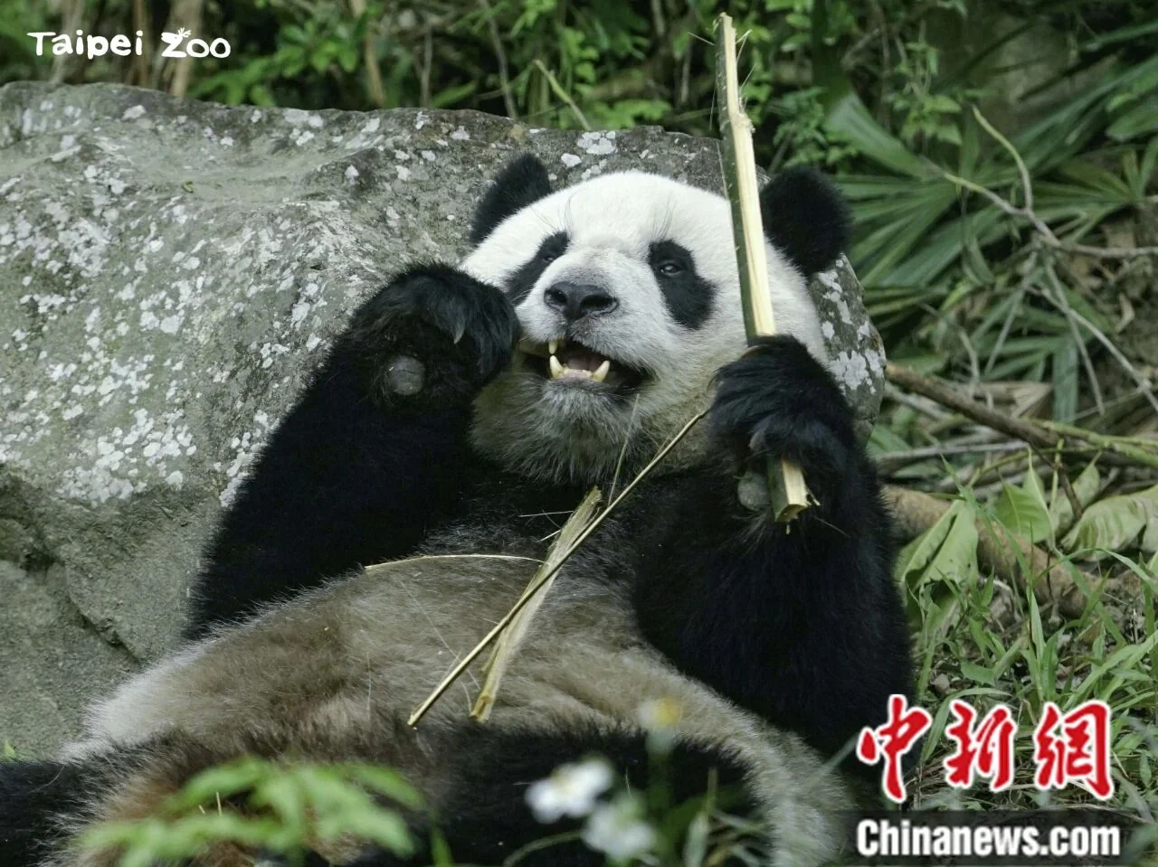 Yuan Bao Eating Bamboo, Lying Down