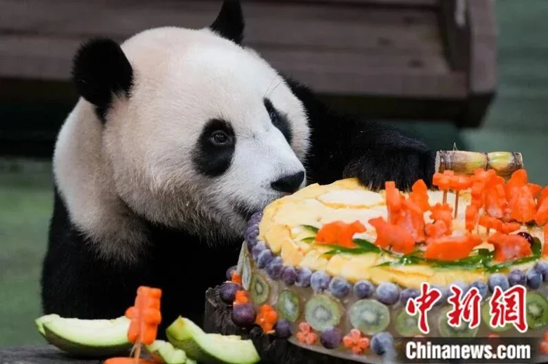Yuan Bao Eating Birthday Cake