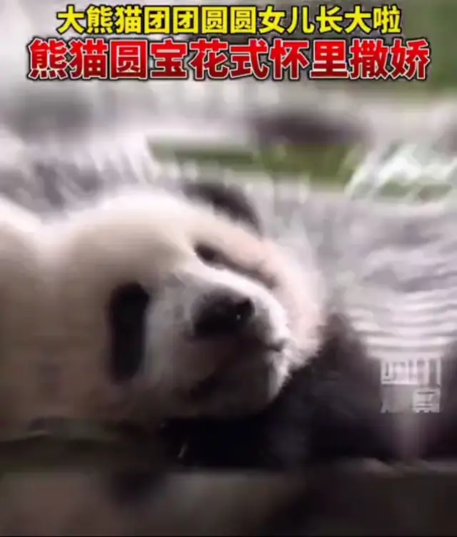 Video thumbnail: Yuan Bao Begins Exploring the World