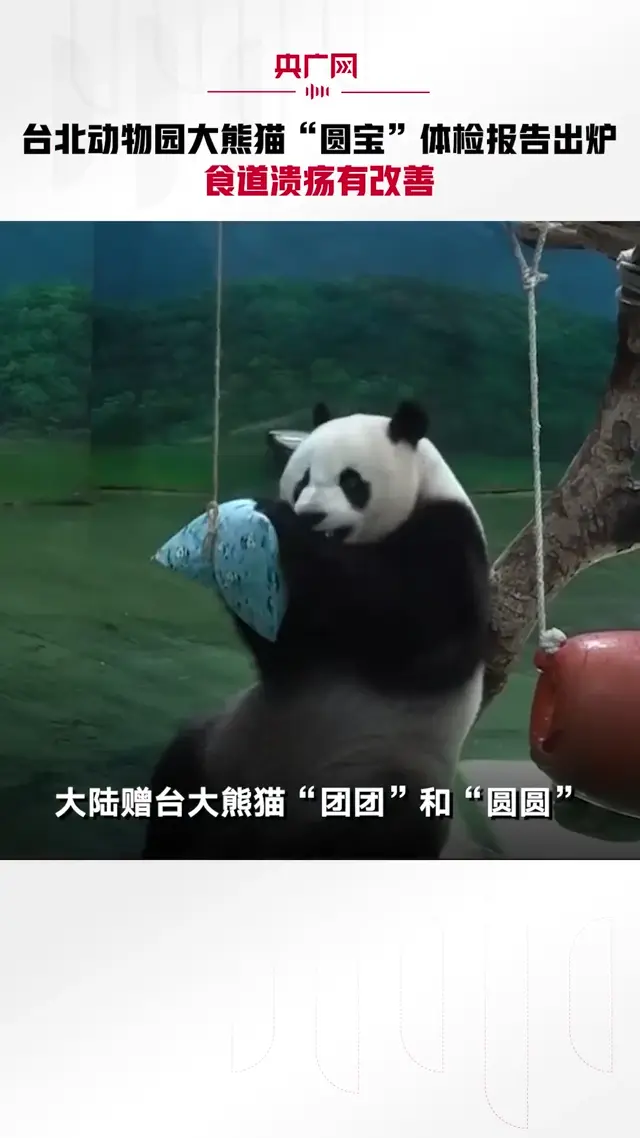 Video thumbnail: Yuan Bao’s Health Report: Esophageal Ulcer Improving