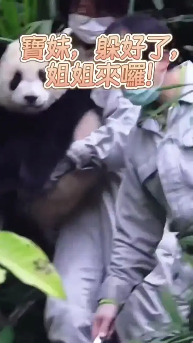 Video thumbnail: Yuan Bao Hides from Her Sister