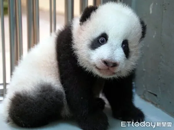 Yuan Bao’s Milky Scent