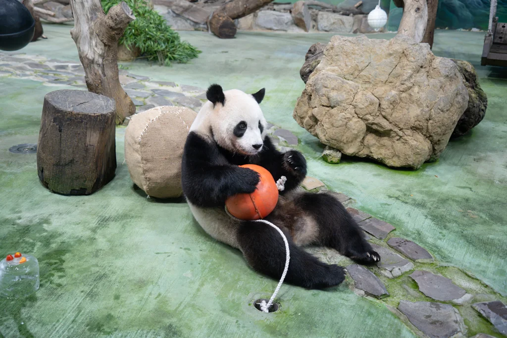 Yuan Bao Playing with a Ball