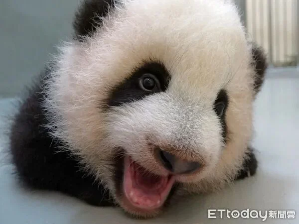 Yuan Bao’s New Teeth