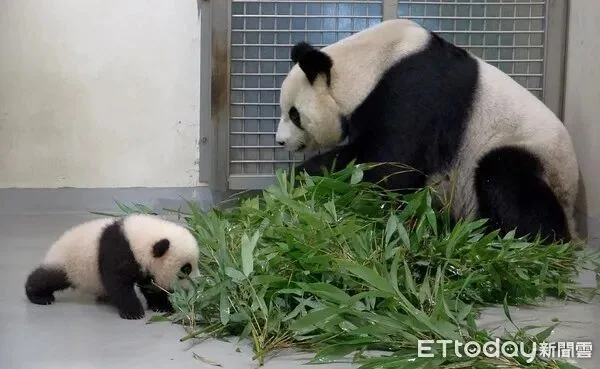 Yuan Bao Watching Mom Eat
