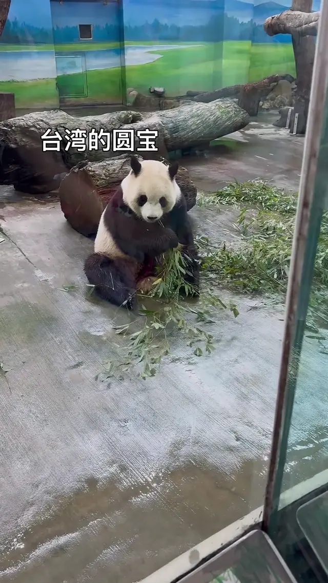 Video thumbnail: Yuan Bao & Yuan Zai, Cute to the Max