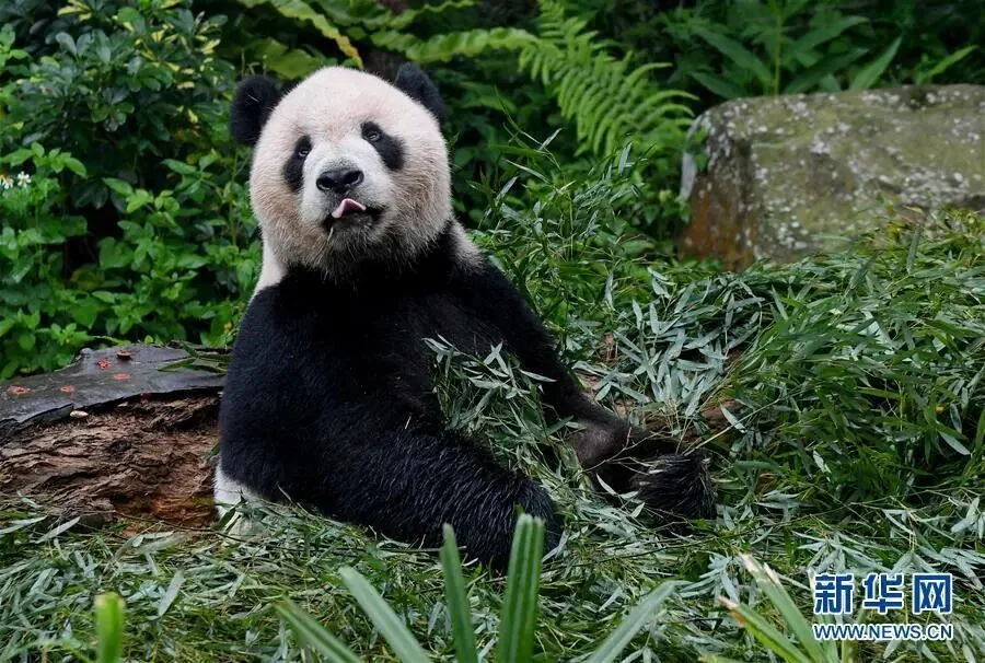 Photo of Tuan Tuan