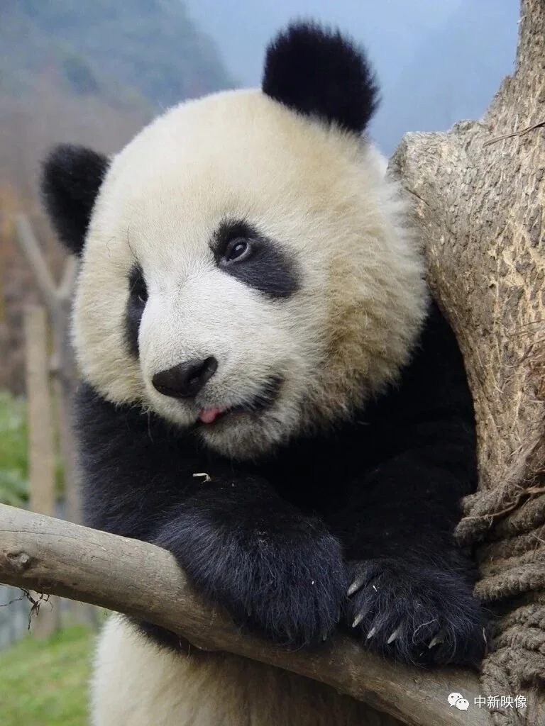 Tuan Tuan at 1.5 Years