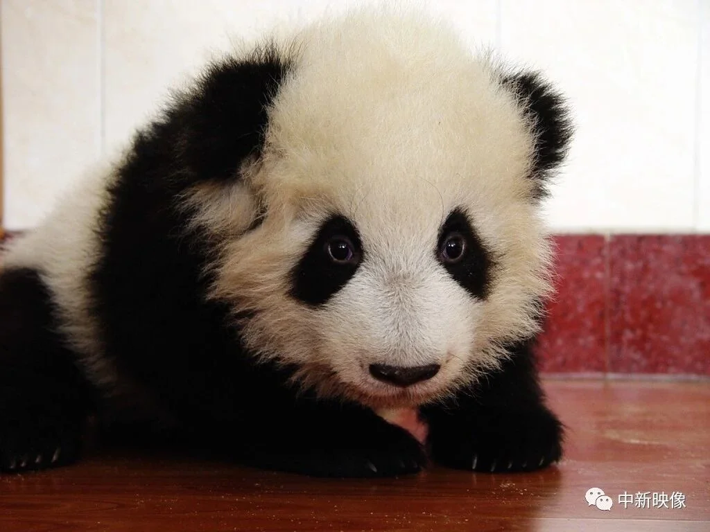 Tuan Tuan at 3 Months