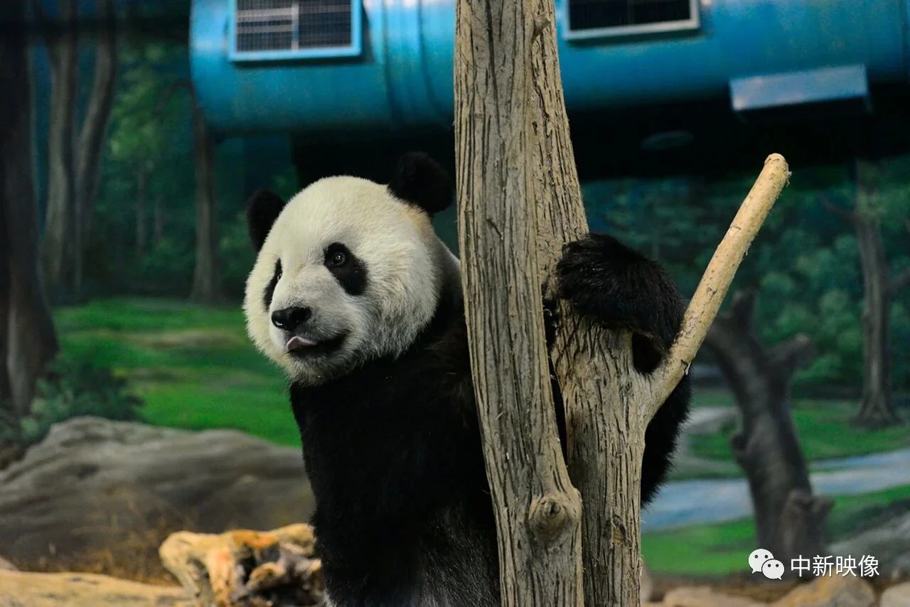 Tuan Tuan at Taipei Zoo