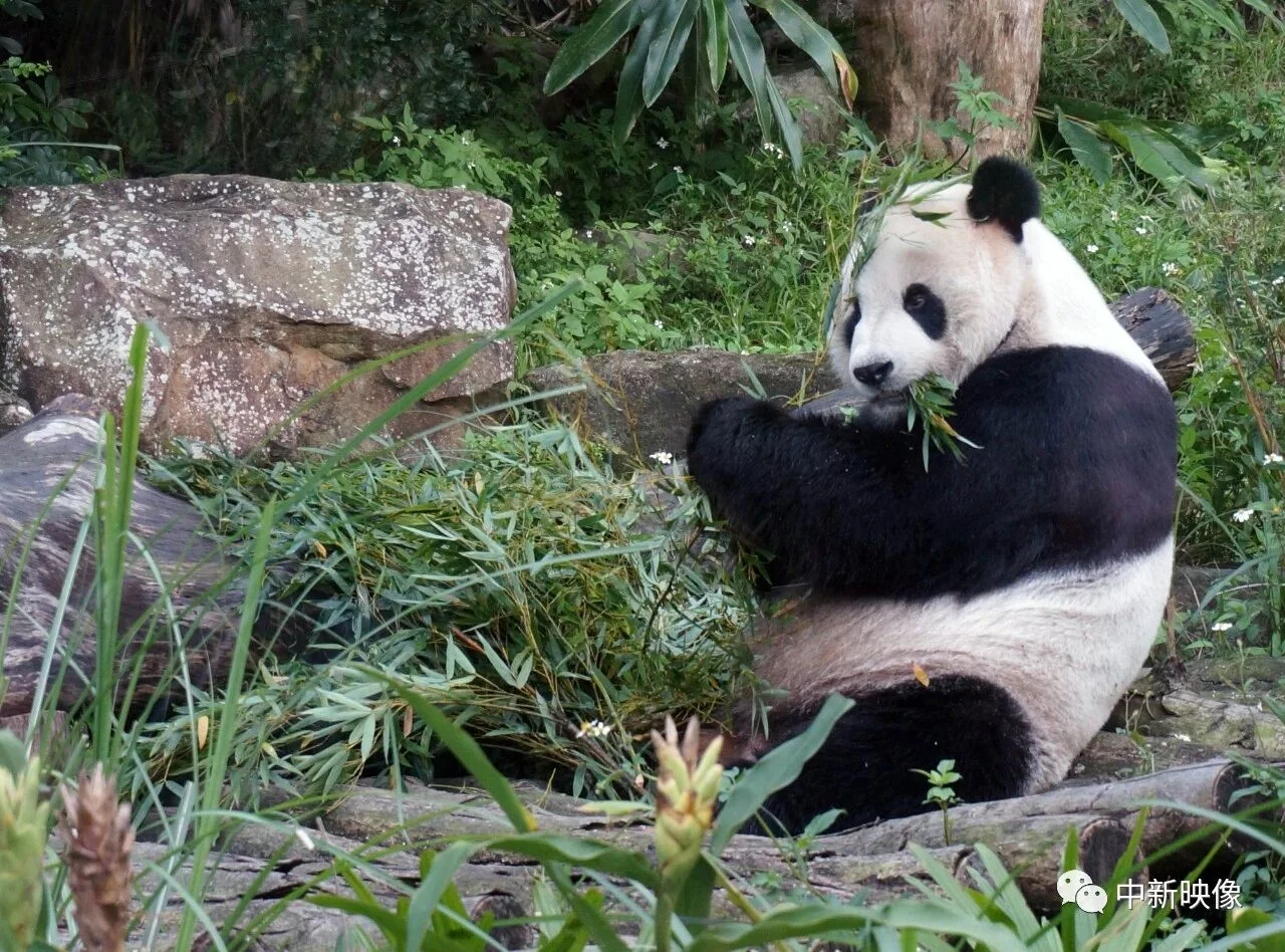 Tuan Tuan Eating Bamboo