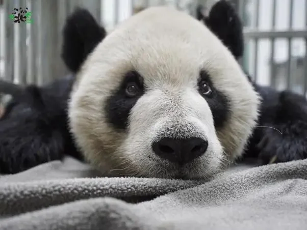 Tuan Tuan Resting While Ill
