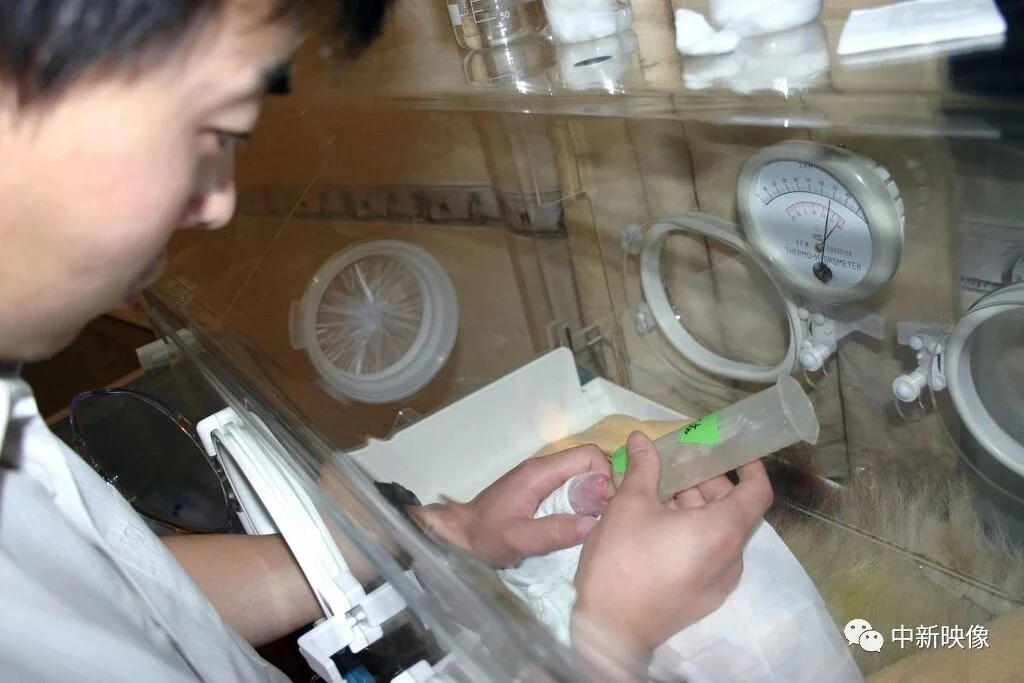 Tuan Tuan as a Newborn