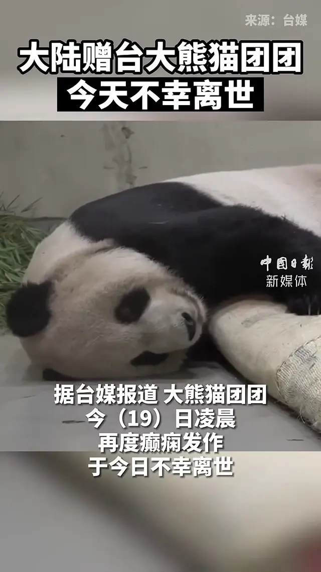 Video thumbnail: News: Giant Panda Tuan Tuan Passed Away