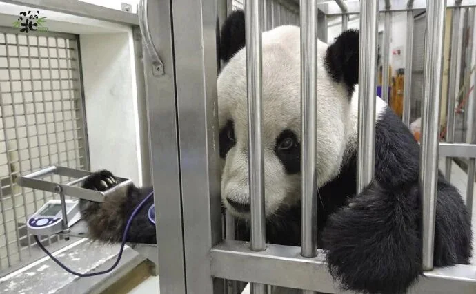 Tuan Tuan Receiving Treatment