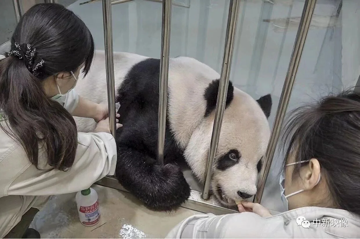 Vets Treating Tuan Tuan