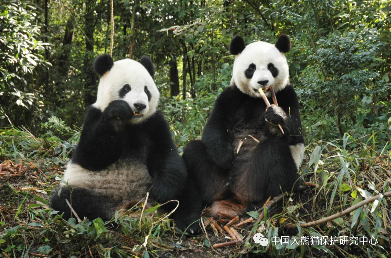 Tuan Tuan & Yuan Yuan Eating Bamboo