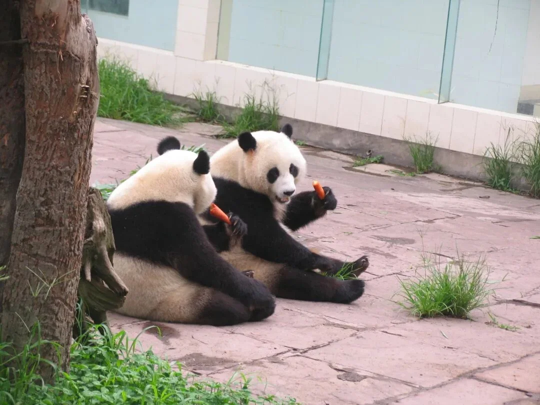 Tuan Tuan & Yuan Yuan Sharing Carrots