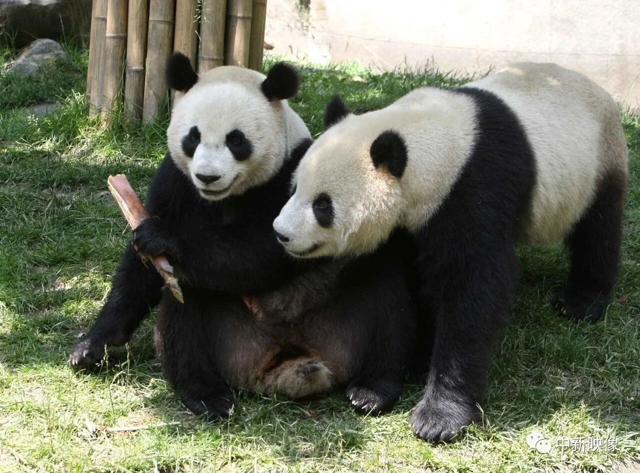 Tuan Tuan & Yuan Yuan Safe After the Quake